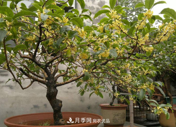 養(yǎng)護盆栽桂花，4方面做到位，9月到11月開花更多更香(圖1)