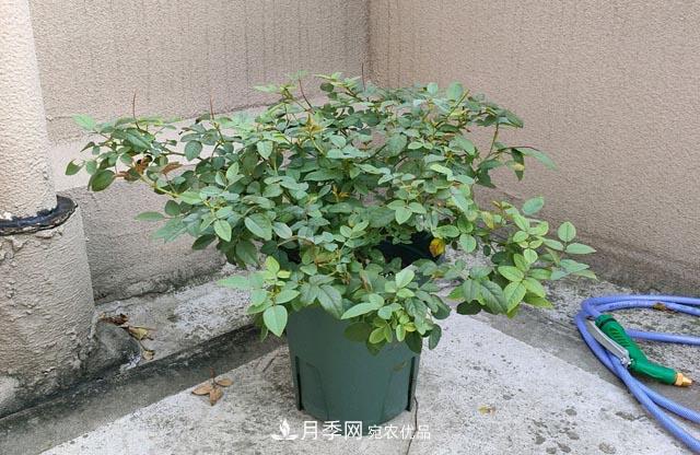 快要開花的月季花，一把肥回到了解放前，隨意施肥有風(fēng)險(圖2)