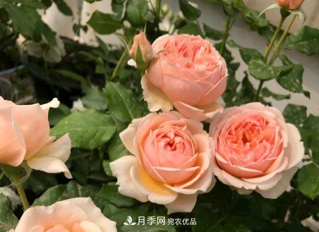 快要開花的月季花，一把肥回到了解放前，隨意施肥有風(fēng)險(圖1)
