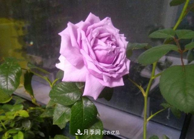九月養(yǎng)月季，做到&quot;3多&quot;，秋花不愁開，春花更可期(圖1)