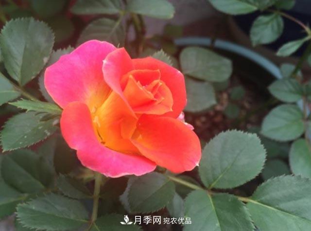 九月養(yǎng)月季，做到&quot;3多&quot;，秋花不愁開，春花更可期(圖2)