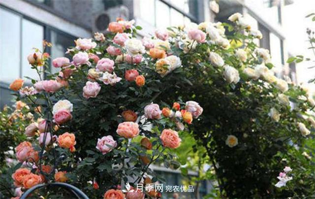 大戶人家用6種方法養(yǎng)造型月季，美觀大氣上檔次(圖1)