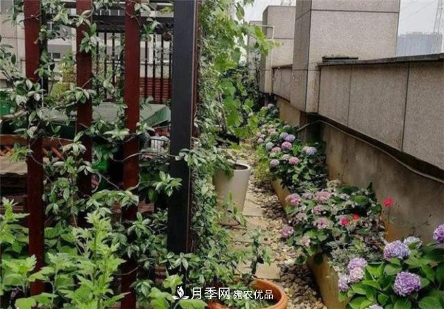 大戶人家用6種方法養(yǎng)造型月季，美觀大氣上檔次(圖2)
