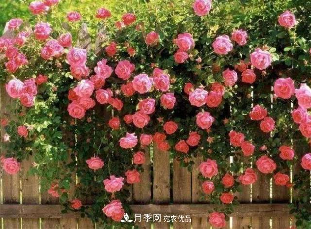大戶人家用6種方法養(yǎng)造型月季，美觀大氣上檔次(圖3)