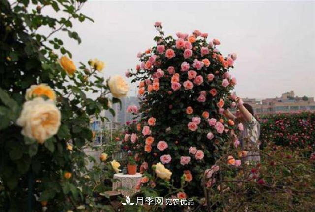 大戶人家用6種方法養(yǎng)造型月季，美觀大氣上檔次(圖4)