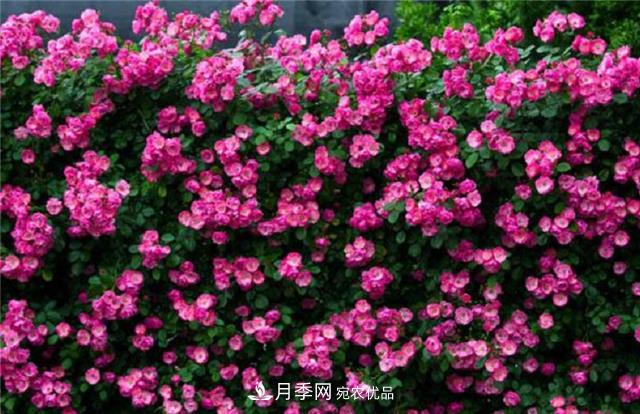 大戶人家用6種方法養(yǎng)造型月季，美觀大氣上檔次(圖5)
