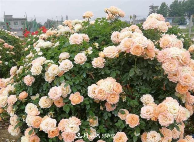 大戶人家用6種方法養(yǎng)造型月季，美觀大氣上檔次(圖6)