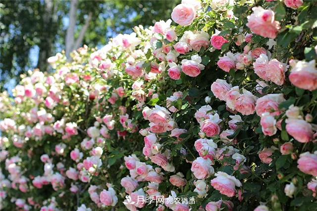 大戶人家用6種方法養(yǎng)造型月季，美觀大氣上檔次(圖7)