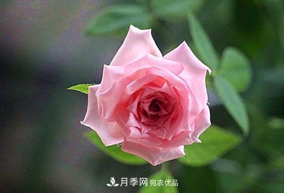 不香的月季沒有靈魂，適合陽臺的濃香微月，一朵滿室生香(圖1)