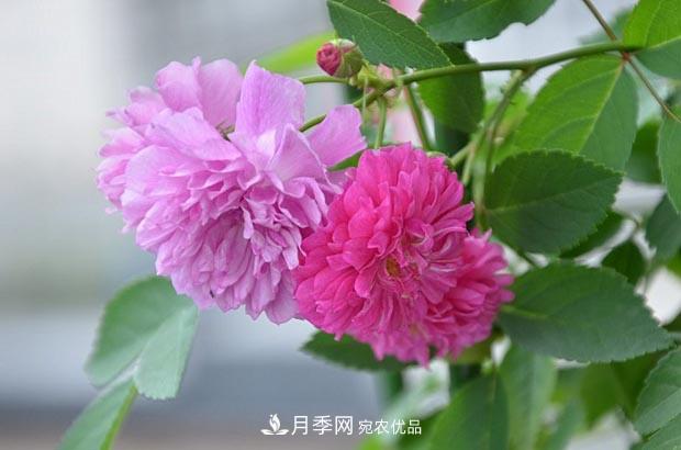 不香的月季沒有靈魂，適合陽臺的濃香微月，一朵滿室生香(圖2)