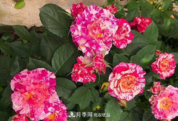 不香的月季沒有靈魂，適合陽臺的濃香微月，一朵滿室生香(圖3)
