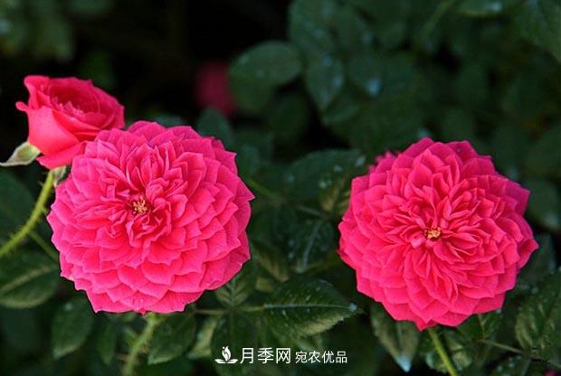 不香的月季沒有靈魂，適合陽臺的濃香微月，一朵滿室生香(圖4)