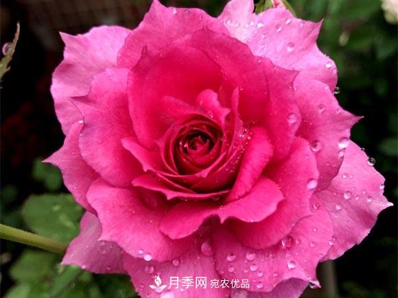 不香的月季沒有靈魂，適合陽臺的濃香微月，一朵滿室生香(圖5)