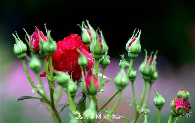 為什么要把月季的花苞都掐掉，修剪搭配施肥，10月有驚喜(圖2)
