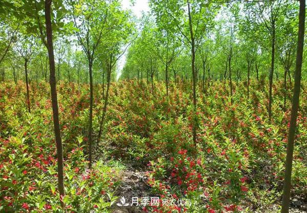 為什么嚴(yán)禁耕地種植花卉苗木草皮？(圖1)
