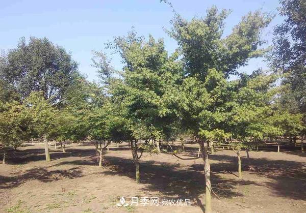 移栽苗木大樹，記住這幾點(diǎn)，成活率翻倍(圖1)