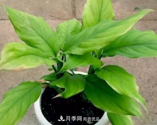 萬年青有哪些品種，萬年青的品種圖片大全(圖4)