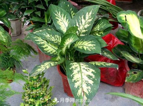 萬年青有哪些品種，萬年青的品種圖片大全(圖2)