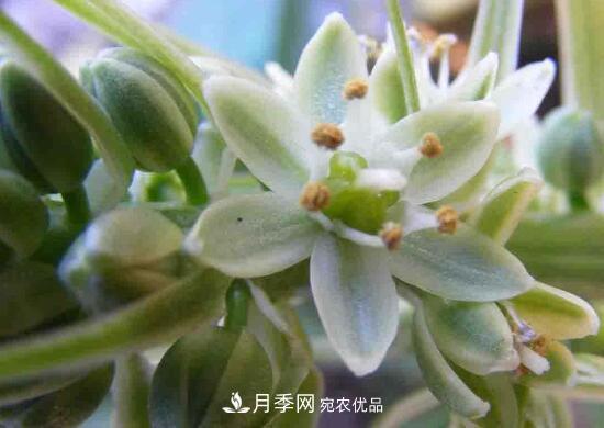 萬年青有哪些品種，萬年青的品種圖片大全(圖3)