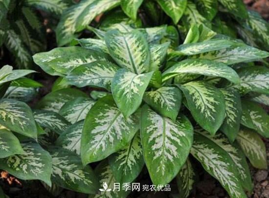 萬年青有哪些品種，萬年青的品種圖片大全(圖1)