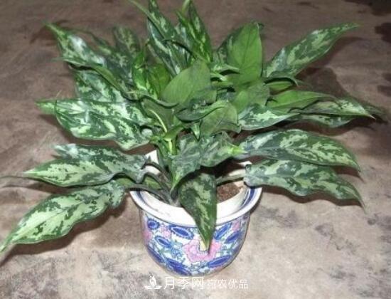 萬年青有哪些品種，萬年青的品種圖片大全(圖5)