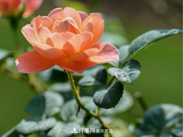 九月份養(yǎng)月季注重3個步驟，掌握到手開花次數(shù)多(圖1)