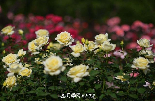 九月份養(yǎng)月季注重3個步驟，掌握到手開花次數(shù)多(圖2)