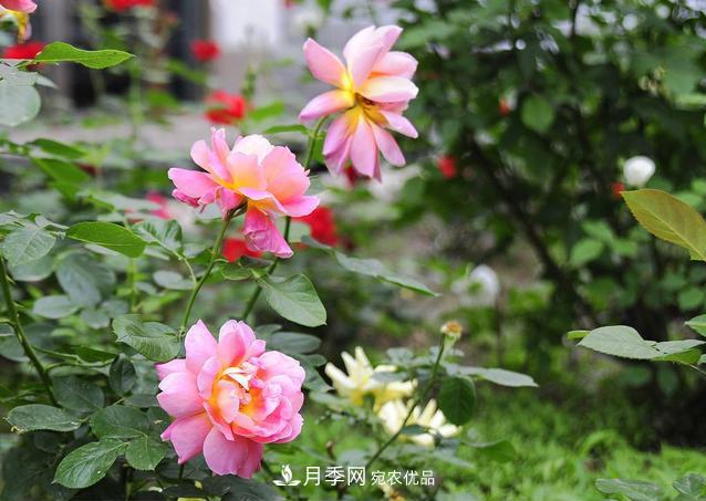 九月份養(yǎng)月季注重3個步驟，掌握到手開花次數(shù)多(圖3)