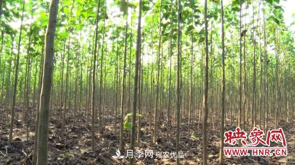 商丘柘城：楸樹(shù)變身“搖錢(qián)樹(shù)” 鋪就鄉(xiāng)親致富路(圖1)