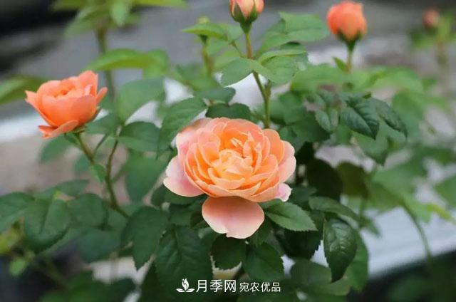 耐看的10種月季推薦：非常養(yǎng)眼，你養(yǎng)過幾種(圖1)