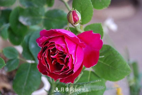 耐看的10種月季推薦：非常養(yǎng)眼，你養(yǎng)過幾種(圖5)