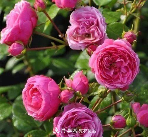 耐看的10種月季推薦：非常養(yǎng)眼，你養(yǎng)過幾種(圖6)