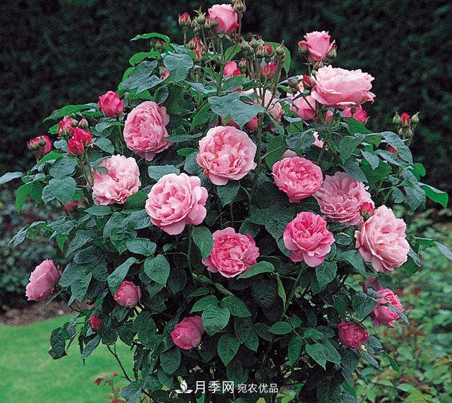 中國不同區(qū)域適合培養(yǎng)哪些月季種類？(圖1)