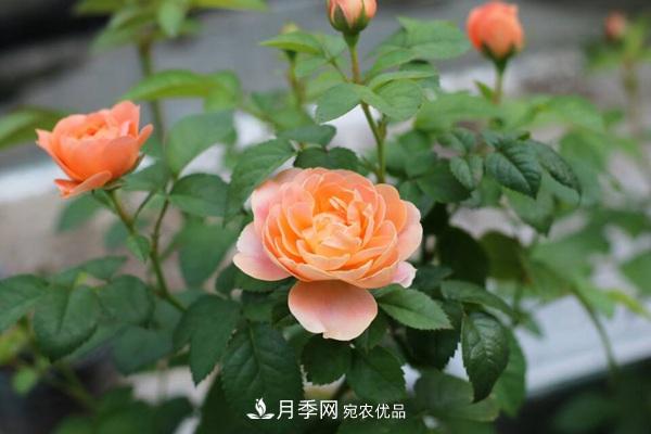 大花月季、豐花月季、微型月季知識(shí)介紹(圖3)