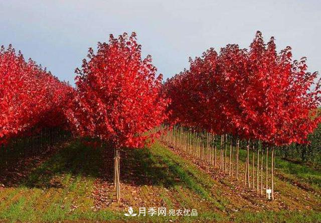 美國紅楓根系修剪辦法(圖1)