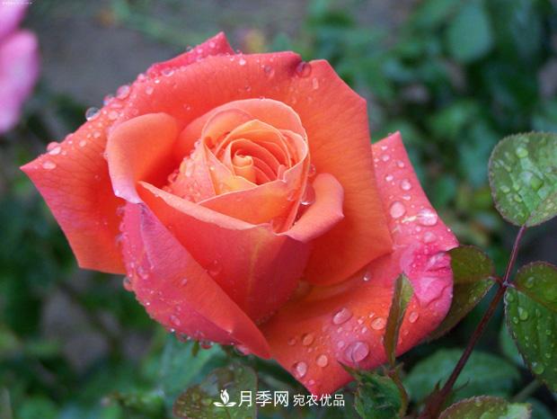 月季養(yǎng)花澆水的六個(gè)方法，七大禁忌！(圖1)