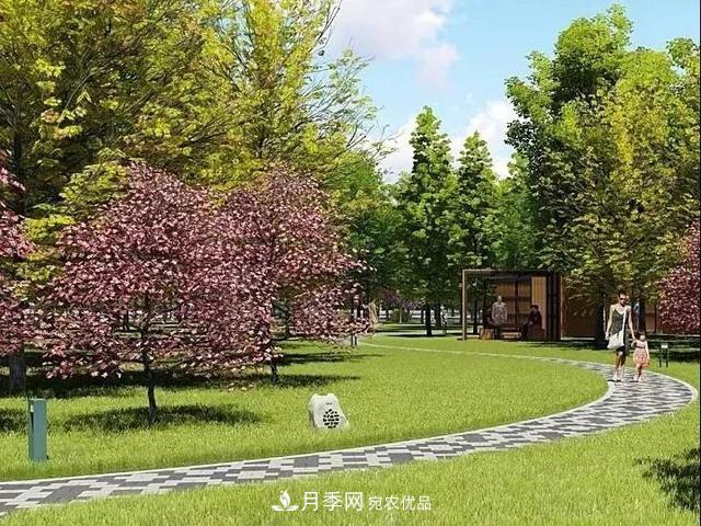 上海松江10萬平方米月季小鎮(zhèn)9月底完工，十一等你來打卡(圖6)