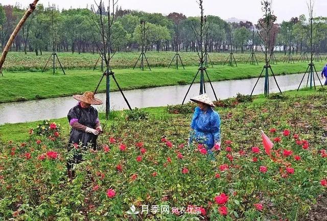 上海松江10萬平方米月季小鎮(zhèn)9月底完工，十一等你來打卡(圖3)