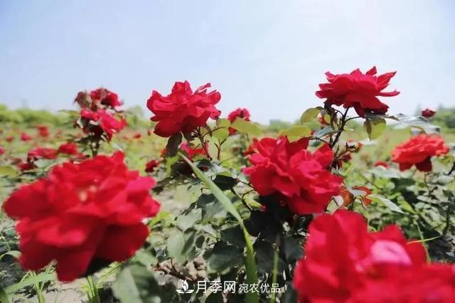 上海松江10萬平方米月季小鎮(zhèn)9月底完工，十一等你來打卡(圖1)