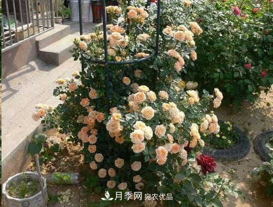 月季地栽這么做，長的比別人家的快10倍(圖2)