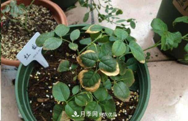 月季換盆后葉子黃了怎么回事？施肥辦法詳解在此(圖1)