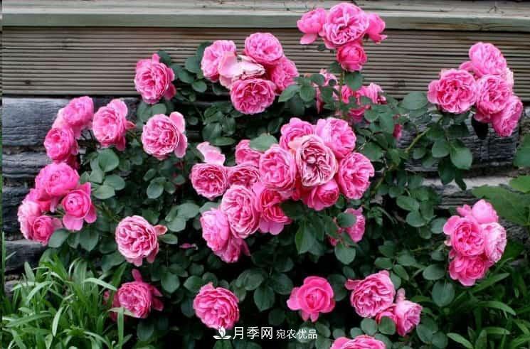 養(yǎng)了2年的藤本月季不開花有三個原因，南方花友如何解決？(圖1)