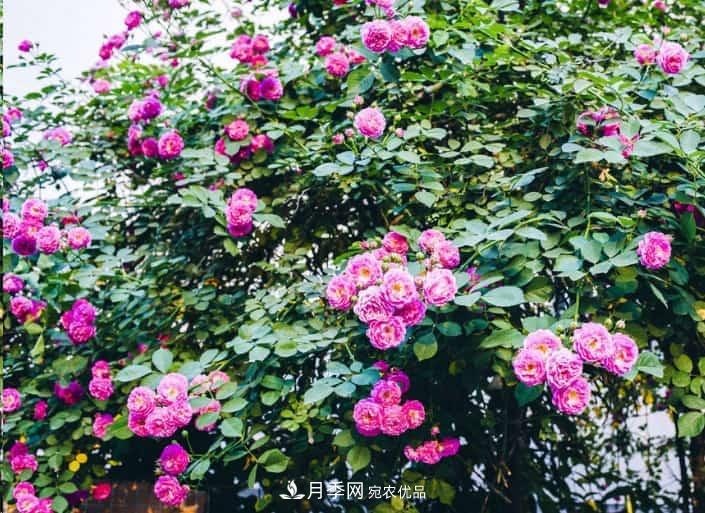 養(yǎng)了2年的藤本月季不開花有三個原因，南方花友如何解決？(圖2)