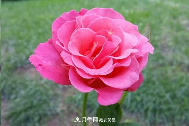 月季花苞一直打不開，5個(gè)原因在這！(圖2)