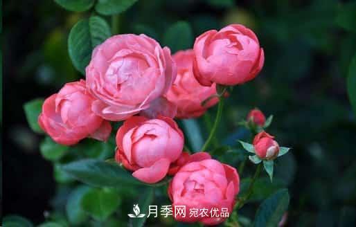 月季花苞一直打不開，5個(gè)原因在這！(圖1)