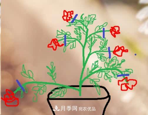 藤本月季小苗修剪方法，花友學(xué)會(huì)了嗎！(圖3)