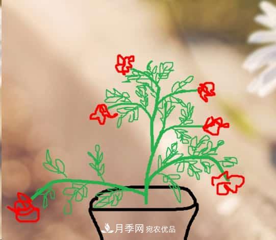 藤本月季小苗修剪方法，花友學(xué)會(huì)了嗎！(圖1)