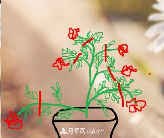 藤本月季小苗修剪方法，花友學(xué)會(huì)了嗎！(圖2)