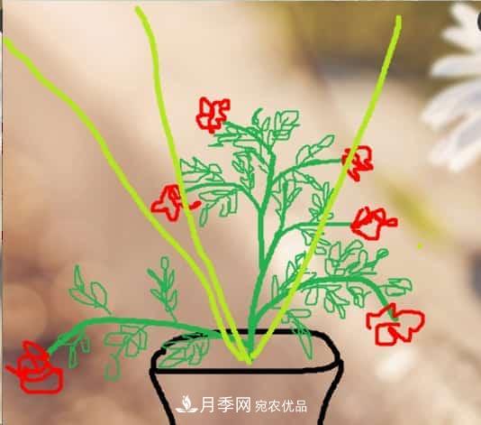 藤本月季小苗修剪方法，花友學(xué)會(huì)了嗎！(圖4)