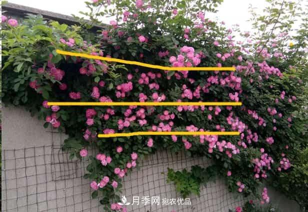 藤本月季牽引技巧！輕松打造月季花墻(圖3)